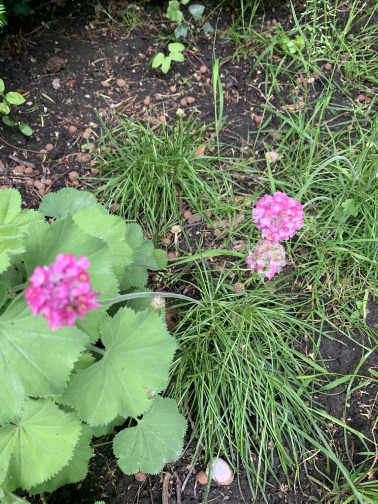 Engels Gras, zelf gekweekt via zaadjes.