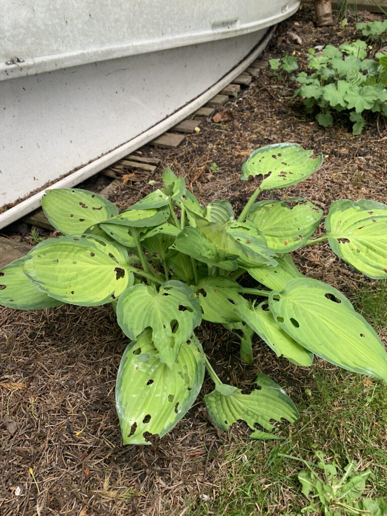 Hosta's